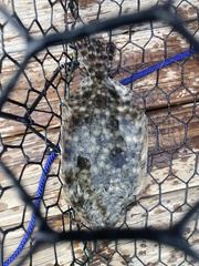 Paralichthys lethostigma