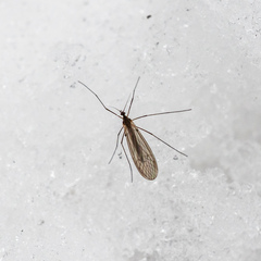 Trichoceridae