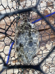 Paralichthys lethostigma