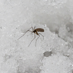 Trichoceridae