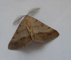 Selidosema brunnearia
