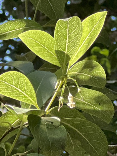 Geniostoma helleri