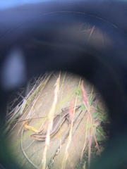 Pseudemoia rawlinsoni