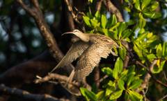 Numenius phaeopus hudsonicus