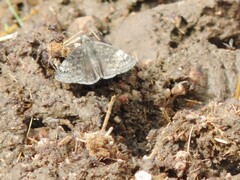 Erynnis afranius