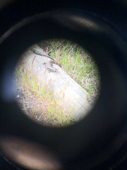 Lissolepis coventryi