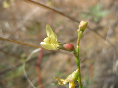 Astragalus deanei