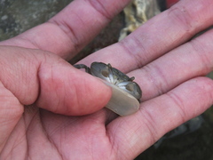 Hemigrapsus
