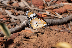 Danaus petilia