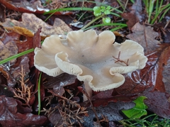 Clitocybe fragrans