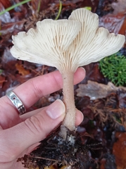 Clitocybe fragrans