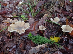 Clitocybe fragrans