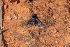 Bombyliidae