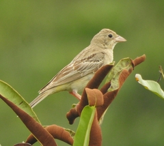 Emberiza melanocephala