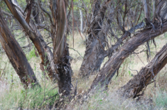 Eucalyptus dumosa