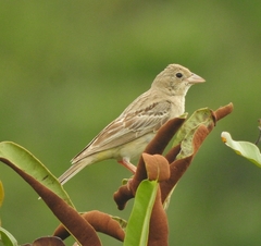 Emberiza melanocephala