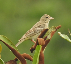 Emberiza melanocephala
