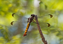 Thermorthemis madagascariensis
