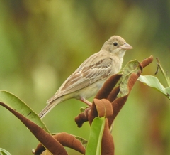Emberiza melanocephala