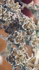Helichrysum litorale