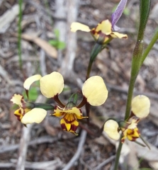 Diuris calcicola