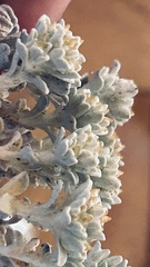 Helichrysum litorale