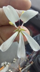 Pelargonium psammophilum