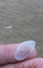 Tellinidae