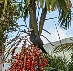 Patagioenas leucocephala