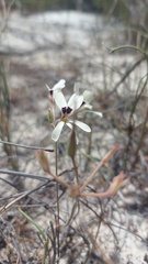 Pelargonium psammophilum