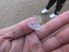 Tellinidae