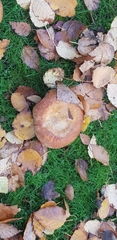 Paxillus involutus