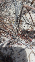 Pelargonium psammophilum