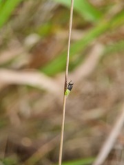 Oplodontha rubrithorax