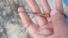 Pelargonium psammophilum