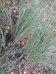 Juncus patens