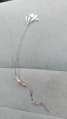 Pelargonium psammophilum