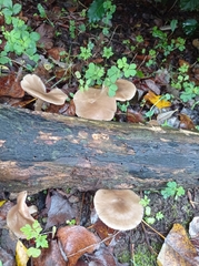 Lactarius glyciosmus