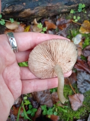 Lactarius glyciosmus