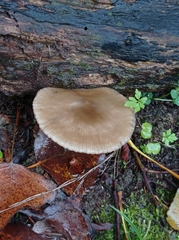 Lactarius glyciosmus