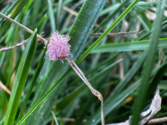 Laetisaria roseipellis