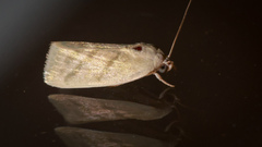 Earias paralella