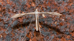 Stenoptilia zophodactylus