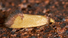 Olbonoma disticta
