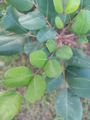 Ceratonia siliqua