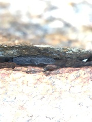 Strophurus intermedius