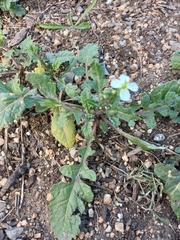 Diplotaxis erucoides