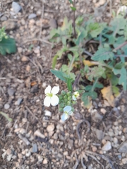 Diplotaxis erucoides