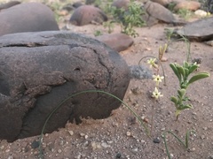 Dipcadi brevifolium