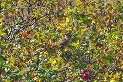 Emberiza cioides